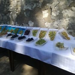 С изложба на сортове грозде и вина пред най-старата изба в България беше открит гроздоберът в Плевен